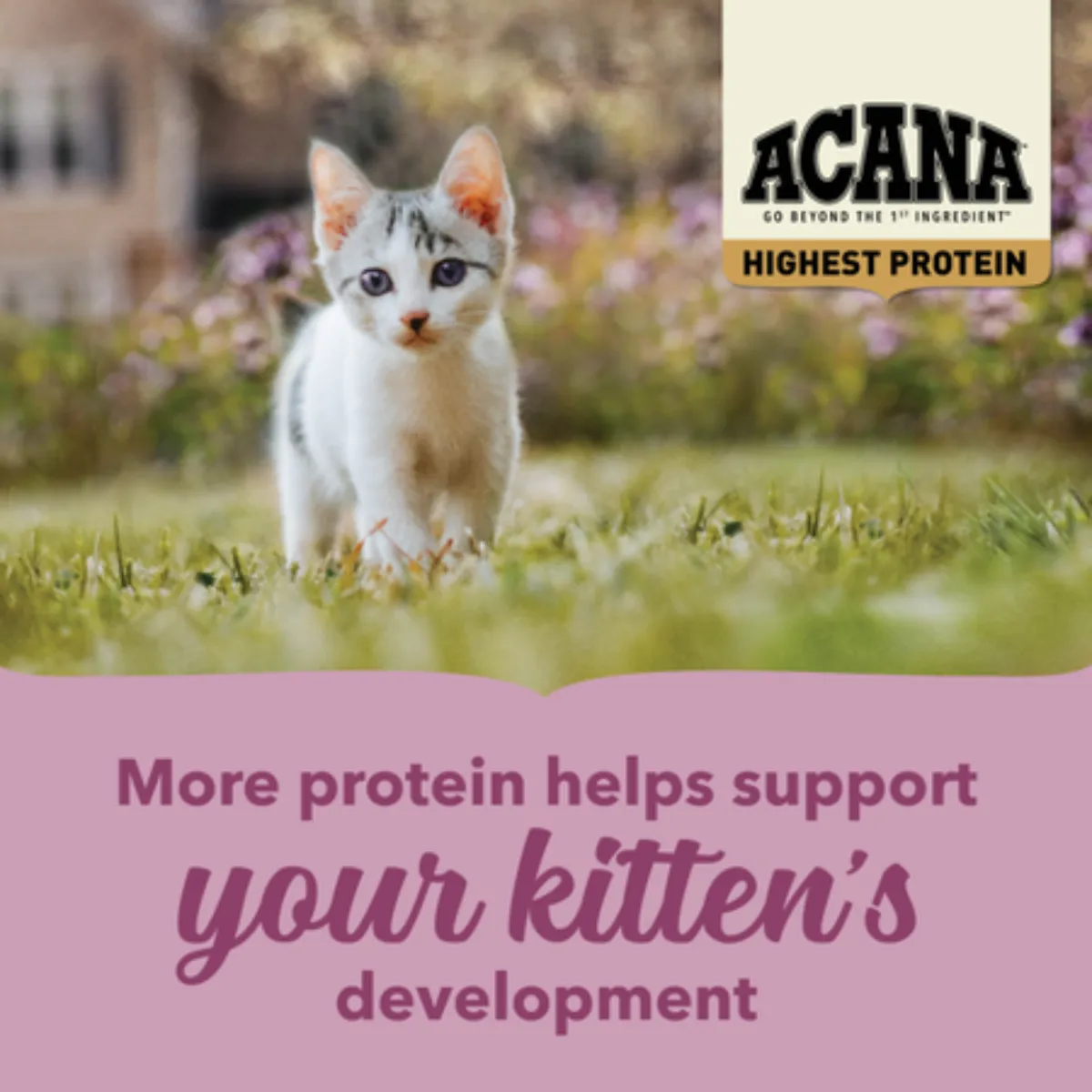 Acana Kitten Highest Protein Chicken, Turkey & Salmon Dry Cat Food 4lb