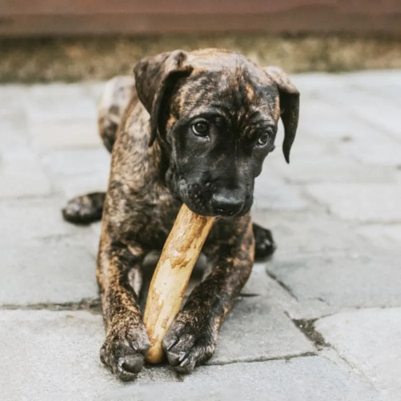 Goofy Tails Coffee Wood Chewing Stick for Dogs |  Caffeine Free Training Chewing Stick