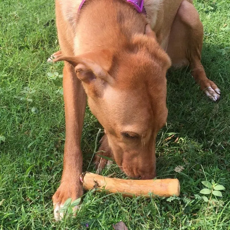 Goofy Tails Coffee Wood Chewing Stick for Dogs |  Caffeine Free Training Chewing Stick