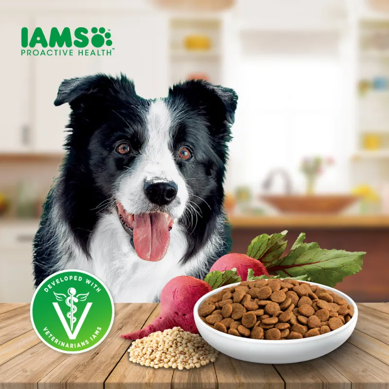 Iams Dog Adult All Breed Chicken