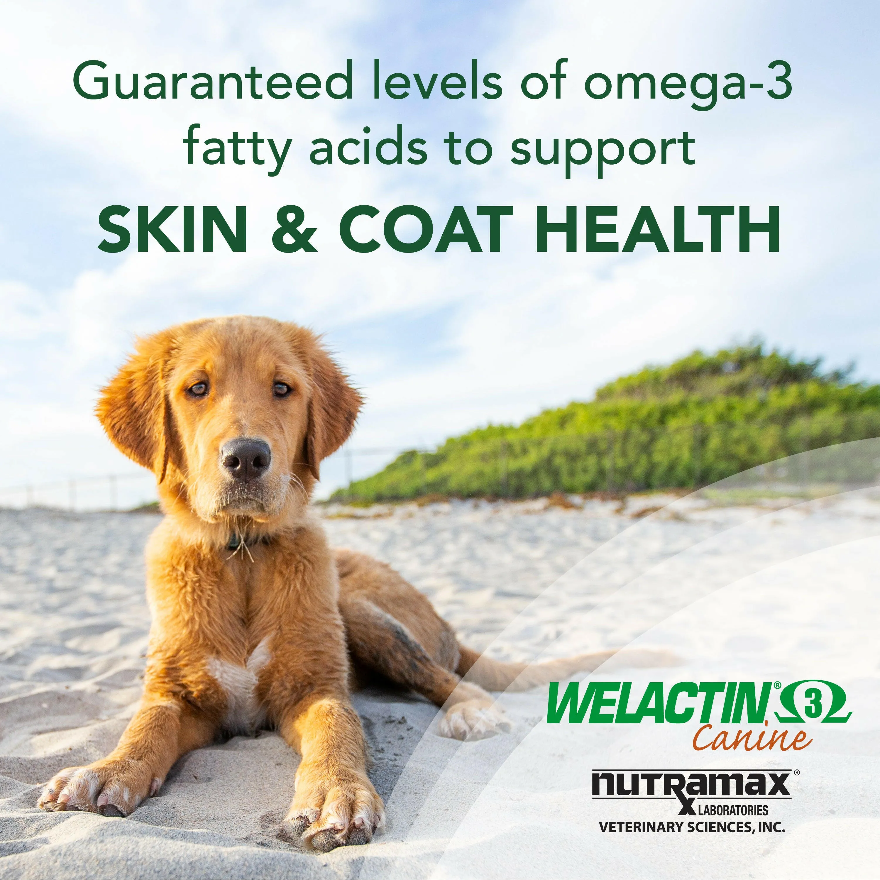 Nutramax Welactin Omega-3 Fish Oil Skin and Coat Health Supplement for Dogs, 120 Softgels