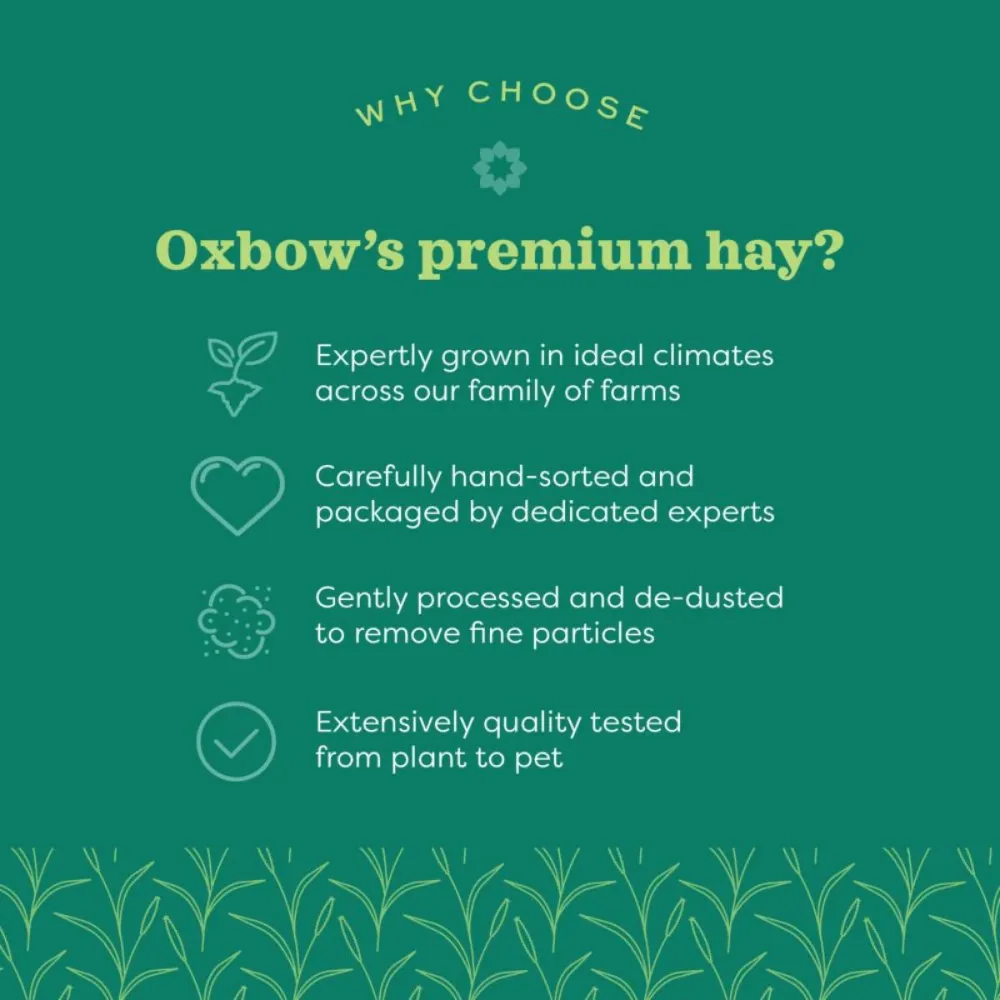 Oxbow Western Timothy Hay Dry Food for Rabbits and Guinea Pigs