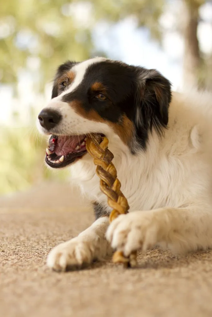 Redbarn Braided Bully Stick Dog Treat, 12in