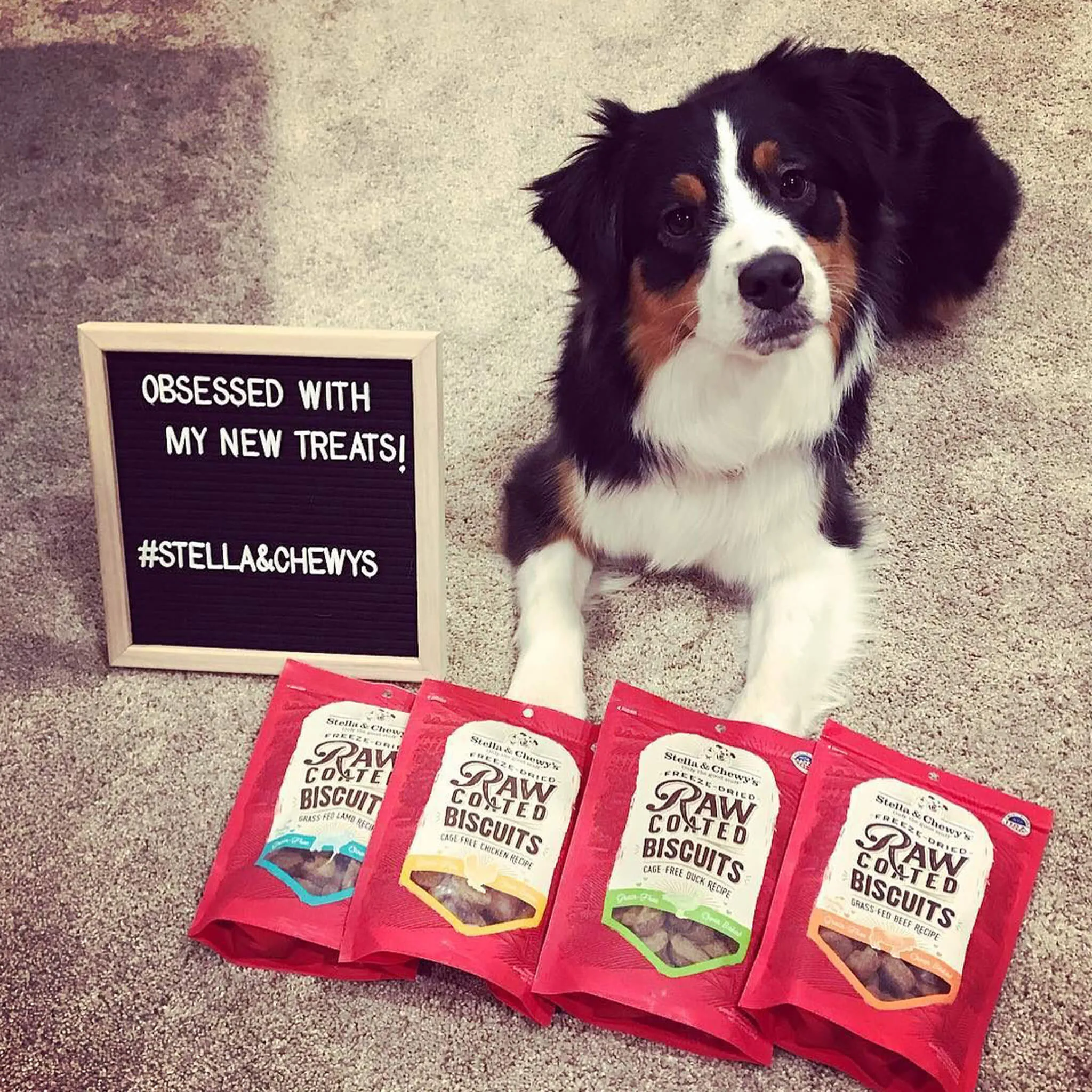 Stella & Chewy's Raw Coated Biscuit Freeze Dried Dog Treat