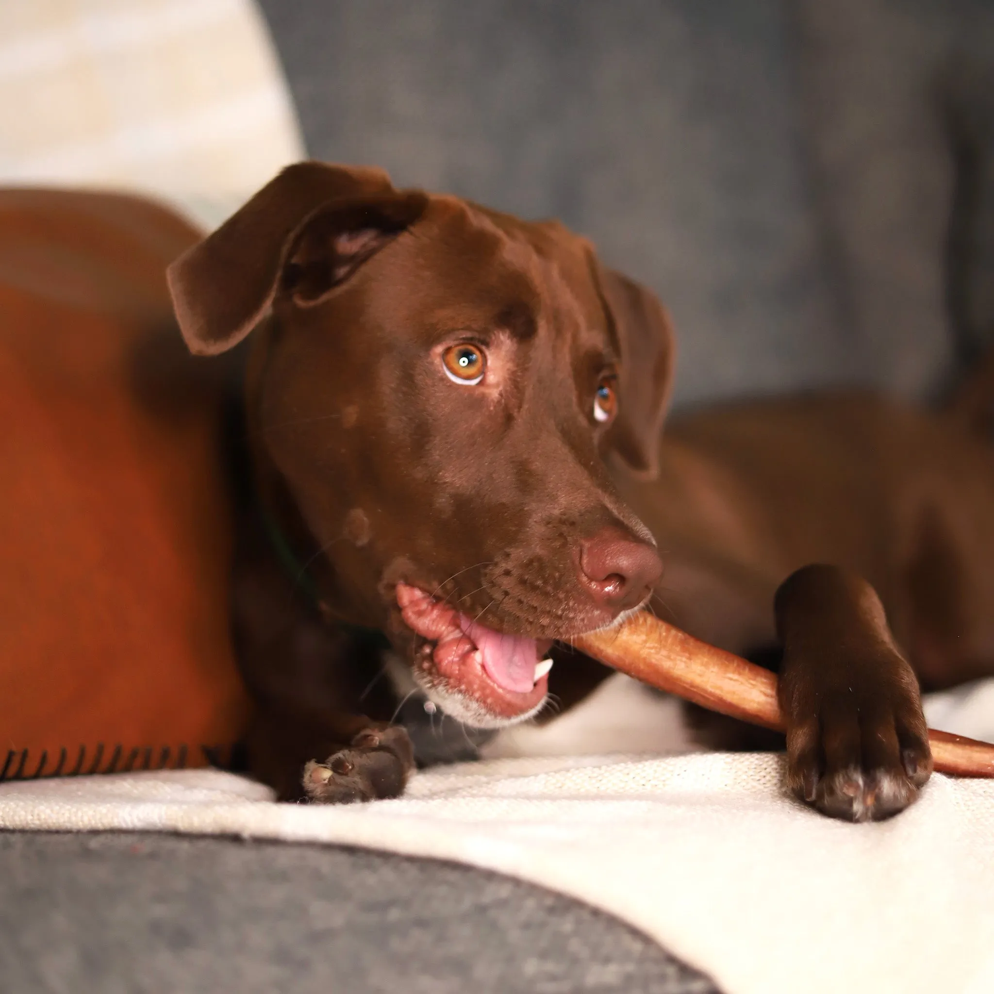 Super Snouts Bully Sticks